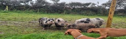 Pig livestock for sale: Minature Pigs (7/8 Juliana) - Advert 11
