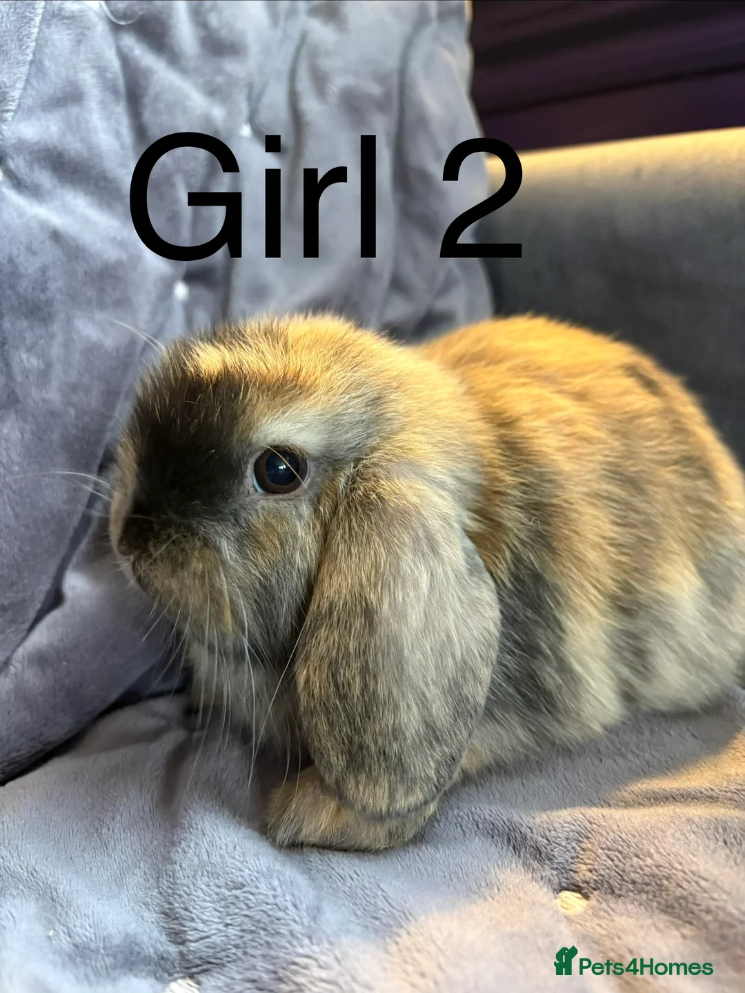 Mini Lop rabbits for sale: Stunning mini lops (vaccinated)  - Advert 8