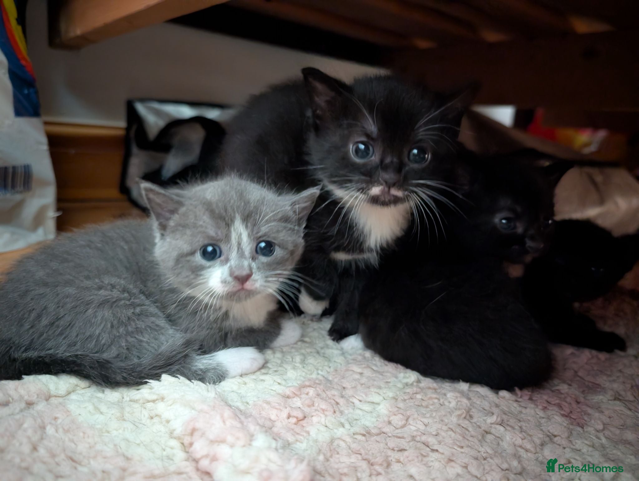 Mixed Breed cats Lovely variety pack of kittens  - Advert 3