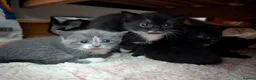 Mixed Breed cats for sale: Lovely variety pack of kittens  in Penzance - Advert 4