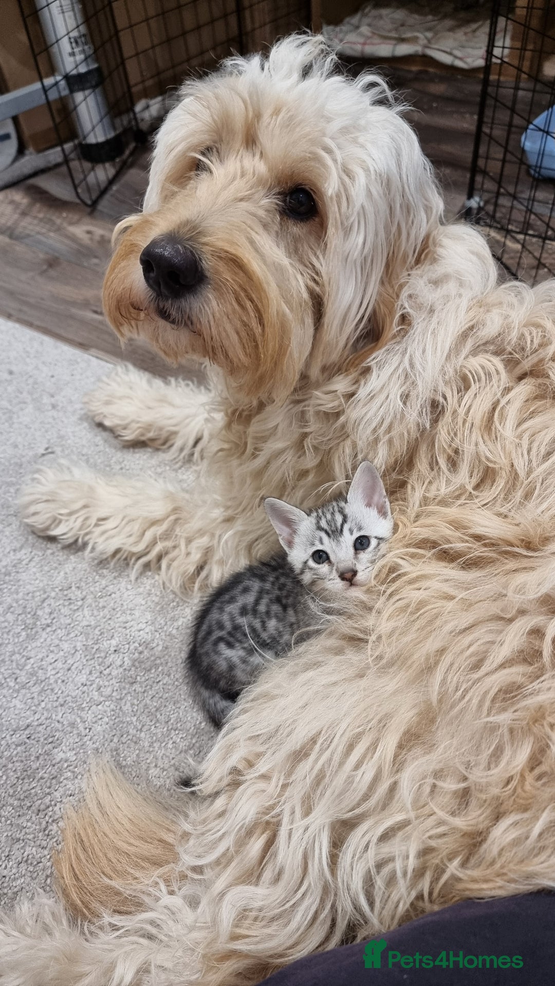 Savannah cats for sale: Gorgeous f5 kittens  - Image 3