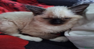 Ragdoll cats - Advert 6