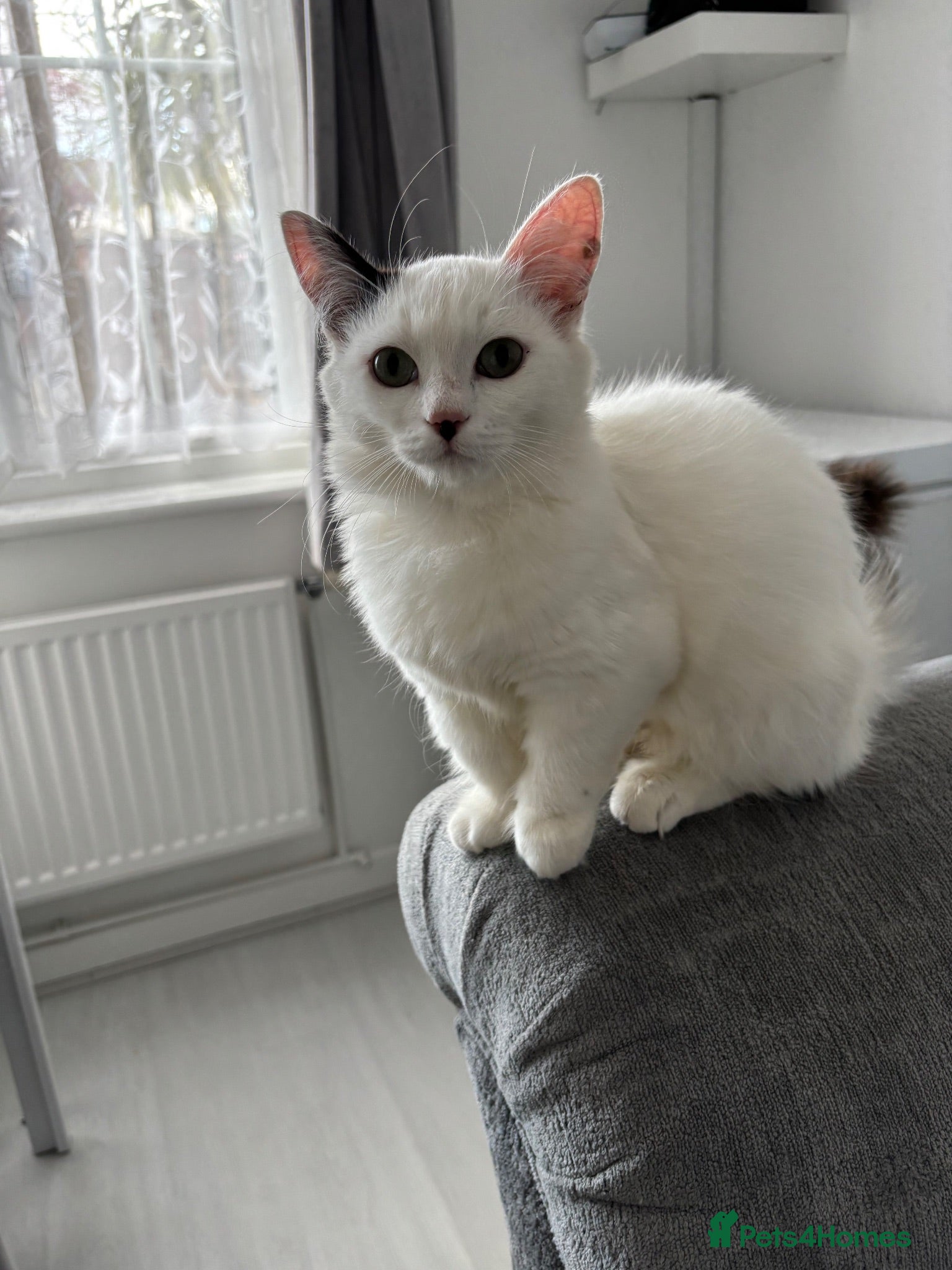 Munchkin cats Turkish Angora x Munchkin female, male & mum - Advert 6