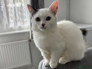 Munchkin cats Turkish Angora x Munchkin female, male & mum - Advert 6