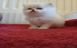 Persian cats for sale: White and chinchilla pure doll faced Persian  - Advert 2