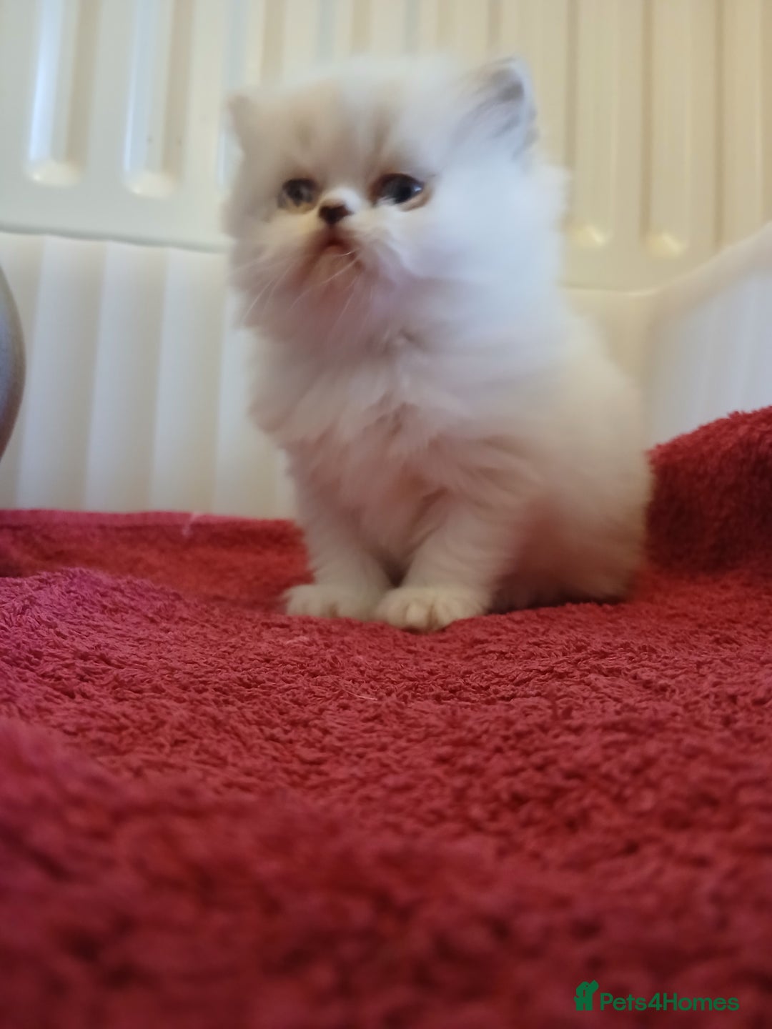 Persian cats for sale: White and chinchilla pure doll faced Persian  - Advert 2