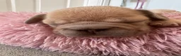 French Bulldog dogs for sale: French bulldog puppies - Advert 10