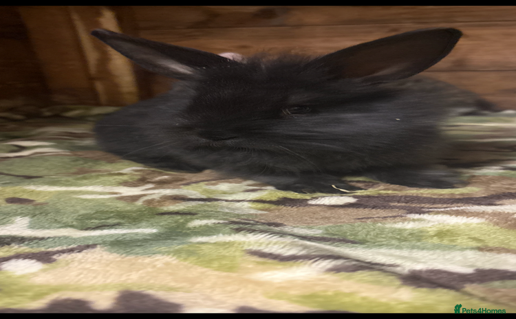 Mini Lion Lop rabbits - Advert 7