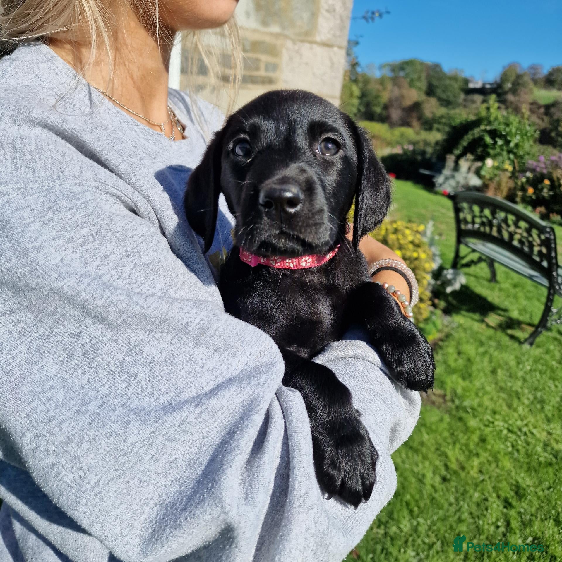 Labrador Retriever dogs Black Labrador Puppies, Kennel Club Registered - Advert 2