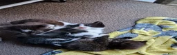 Mixed Breed cats for sale: Noodle the boy cat  - Advert 6