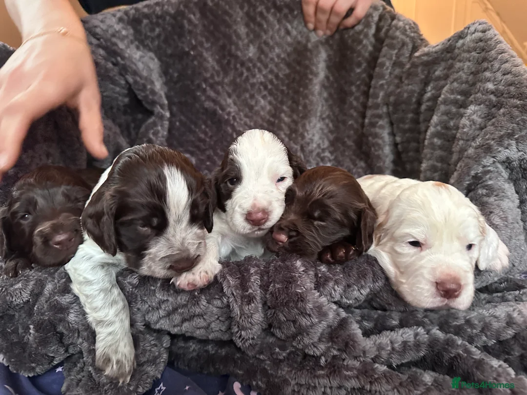 Cocker Spaniel dogs for sale: Working cocker spaniel puppies for sale in Ewhurst - Advert 14