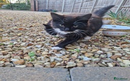 British Longhair cats for sale: Kittens Looking for Loving Homes 🐾 30£ - Image 5