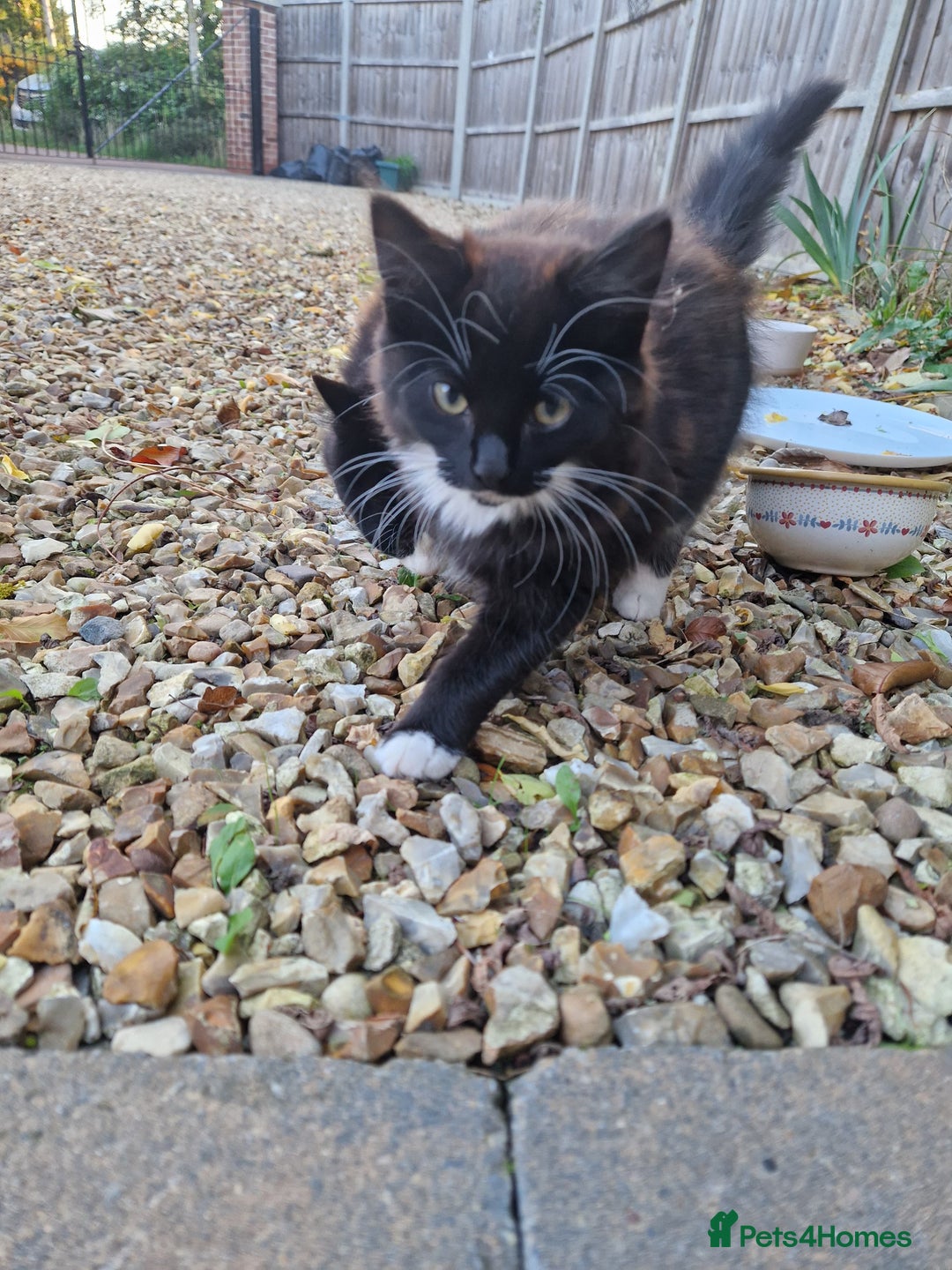 British Longhair cats for sale: Kittens Looking for Loving Homes 🐾 30£ - Image 5
