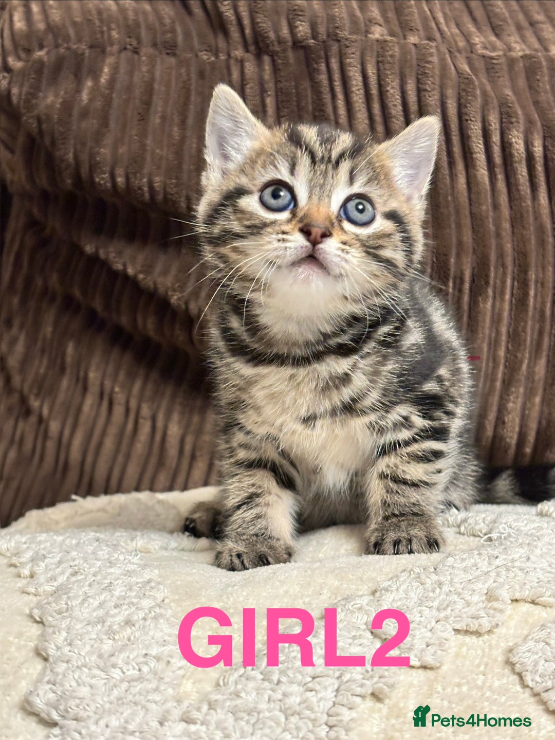 Mixed Breed cats for sale: 3 x playful fluffy kittens  - Advert 4