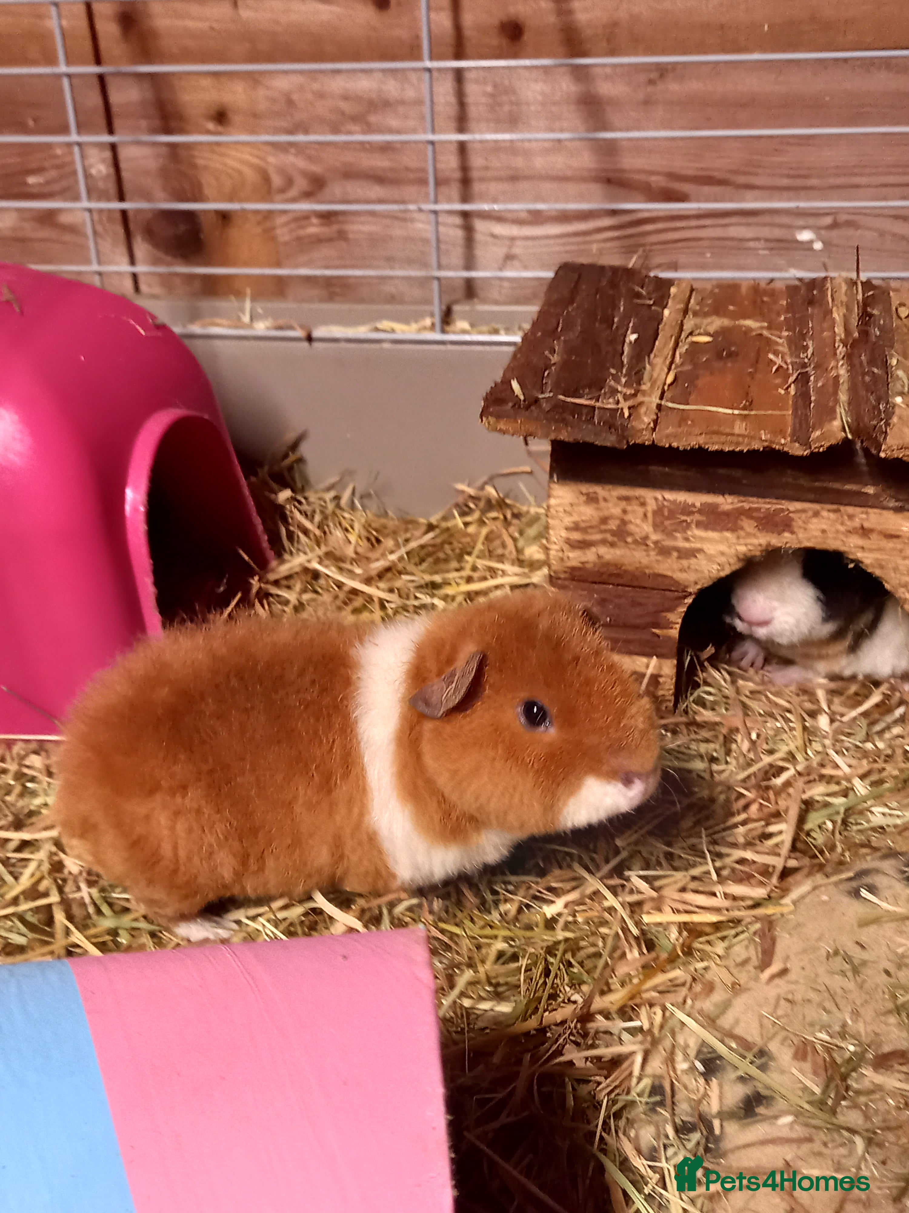 Guinea Pig rodents Teddy baby guinea-pigs  - Advert 7