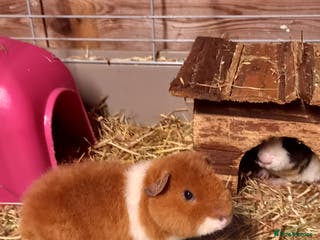 Guinea Pig rodents Teddy baby guinea-pigs - Advert 7