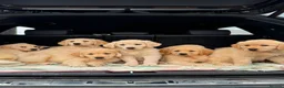 Golden Retriever dogs for sale: PUREBRED GOLDEN RETRIEVER PUPPIES – KC REGISTERED in Stamford - Advert 2