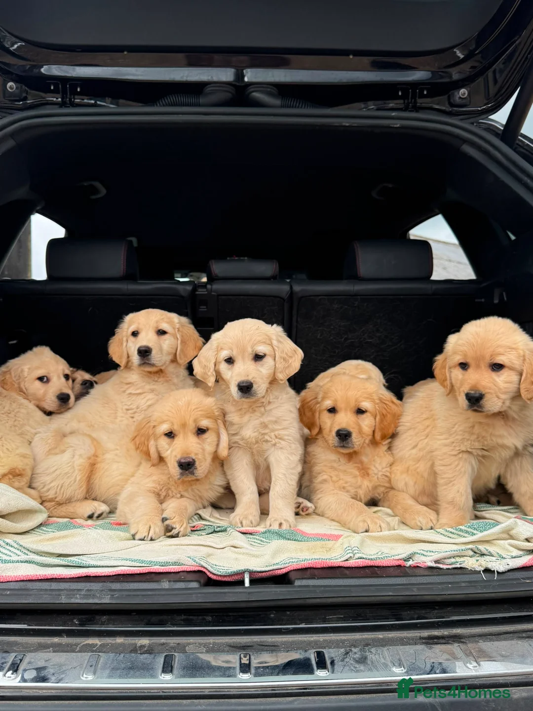 Golden Retriever dogs for sale: PUREBRED GOLDEN RETRIEVER PUPPIES – KC REGISTERED in Stamford - Advert 2