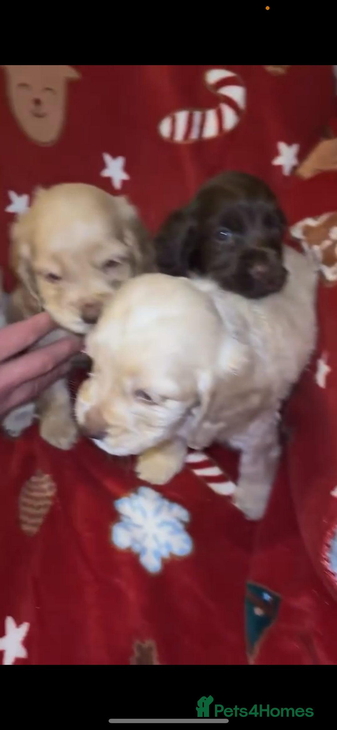 Cocker Spaniel dogs for sale: Cockerspaniel puppys Ready now!!! - Advert 10