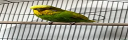 Budgerigars birds for sale: Beautiful Home Bred Young Budgies - Advert 6