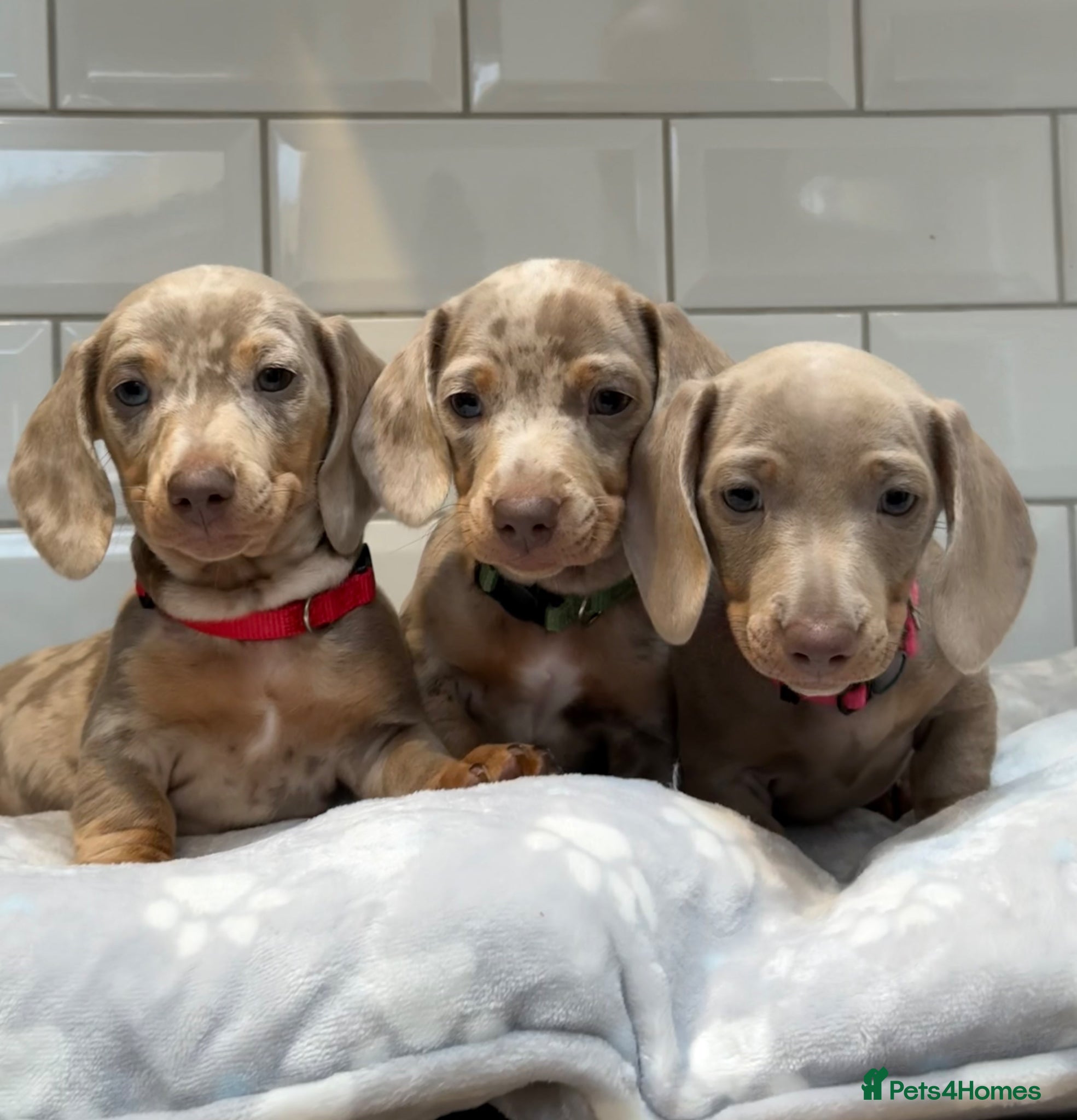 Miniature Dachshund dogs Champion Bloodline - Miniature Dachshund Puppies - Advert 14