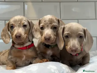 Miniature Dachshund dogs Champion Bloodline - Miniature Dachshund Puppies - Advert 14