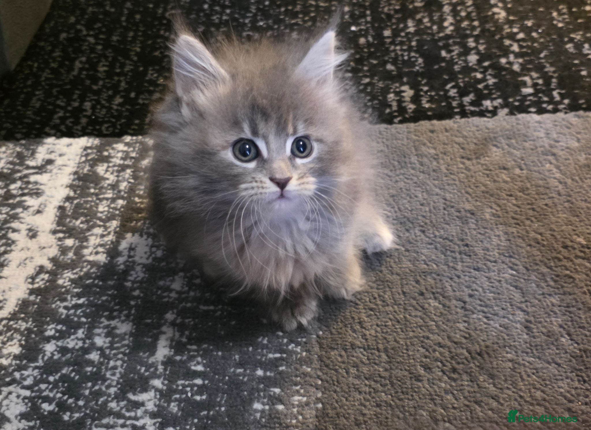 Maine Coon cats 2 beautiful mainecoons left - Advert 5