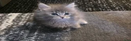 Maine Coon cats for sale: 2 beautiful mainecoons left - Advert 1