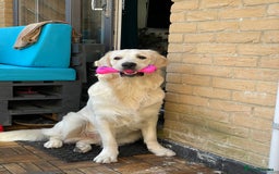Golden Retriever dogs for stud: KC English Cream Golden Retriever Stud - Image 7