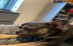 French Bulldog dogs for sale: French Bulldog (Frenchie) 🧬 - Image 3