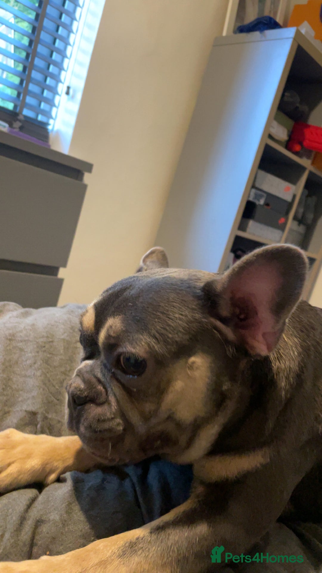 French Bulldog dogs for sale: French Bulldog (Frenchie) 🧬 - Image 3