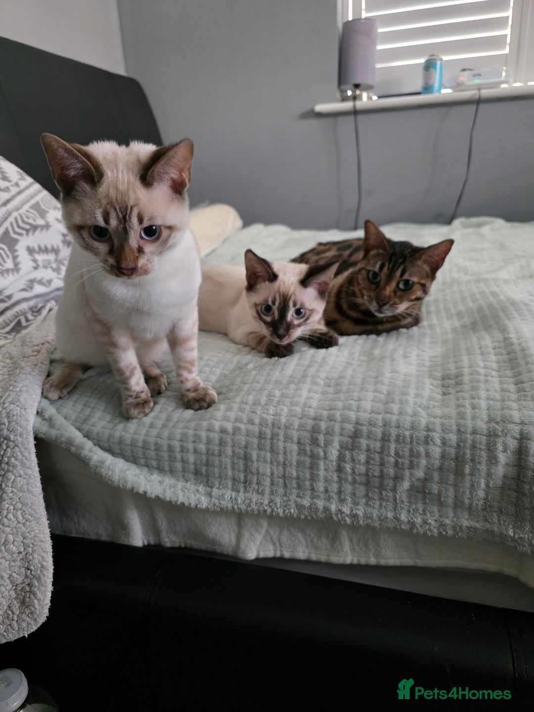 Bengal cats for sale:  CHAMPION LINE Top Quality Bengal -DNA Tested - Image 5