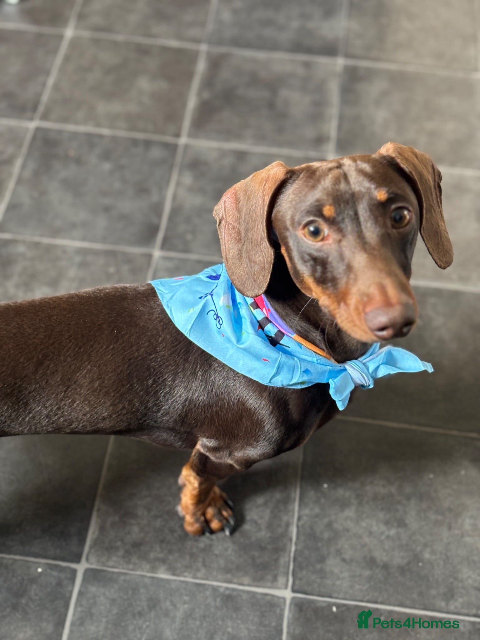 Dachshund dogs For sale - Advert 1