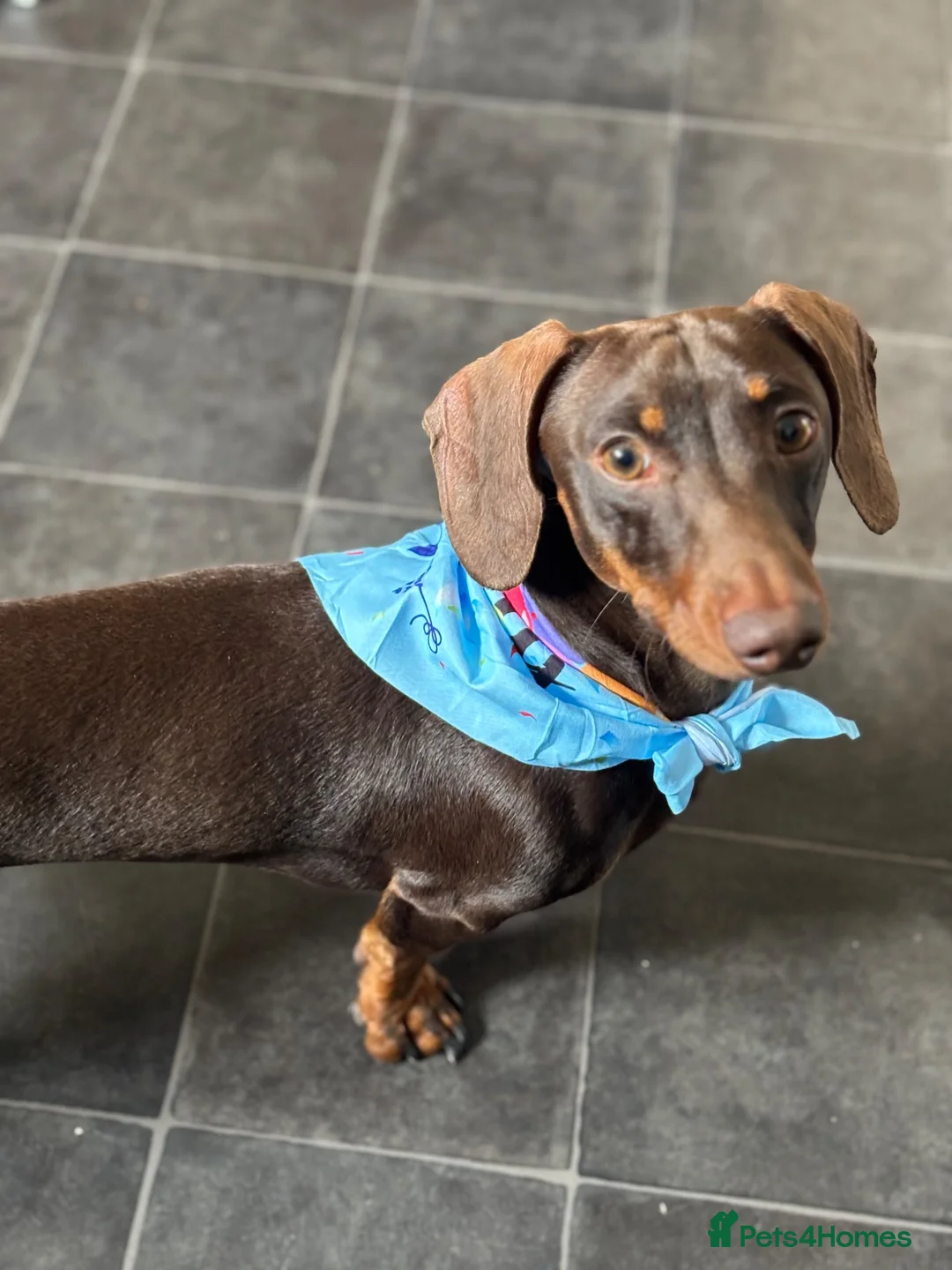 Dachshund dogs for sale: For sale in Wolverhampton - Advert 1