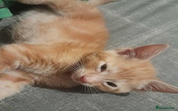 Mixed Breed cats for sale: Kittens - Image 4