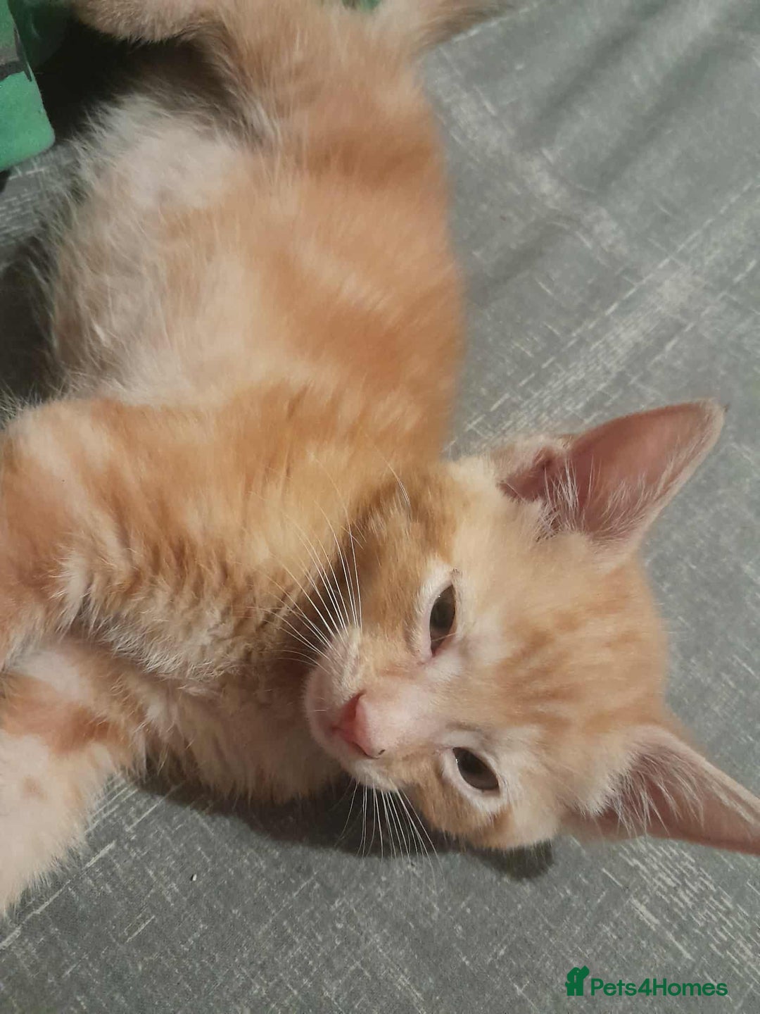 Mixed Breed cats for sale: Kittens - Image 4
