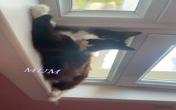 Ragdoll cats for sale: 3 Tiger ragdoll X kittens  - Image 4