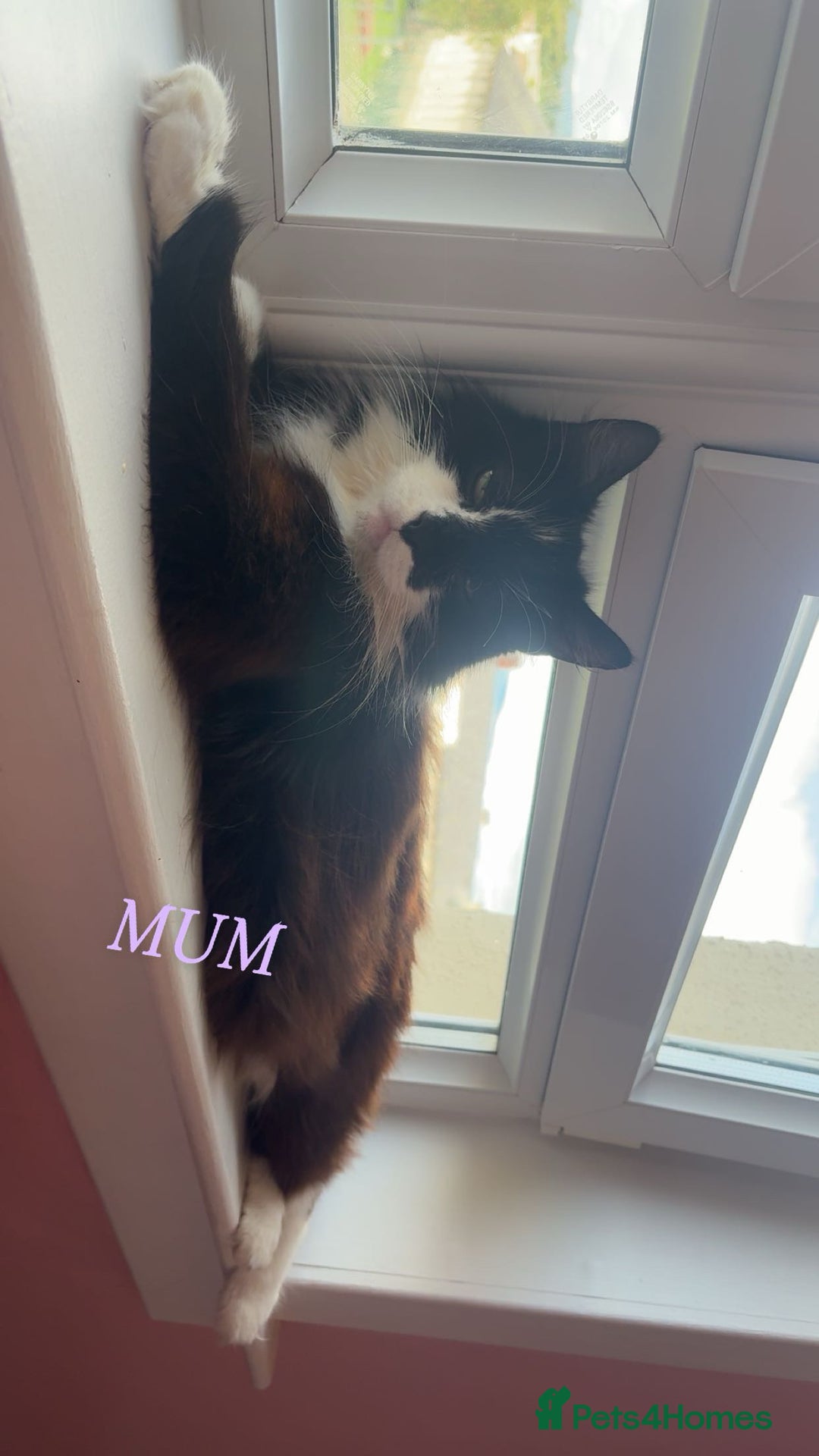 Ragdoll cats for sale: 3 Tiger ragdoll X kittens  - Image 4