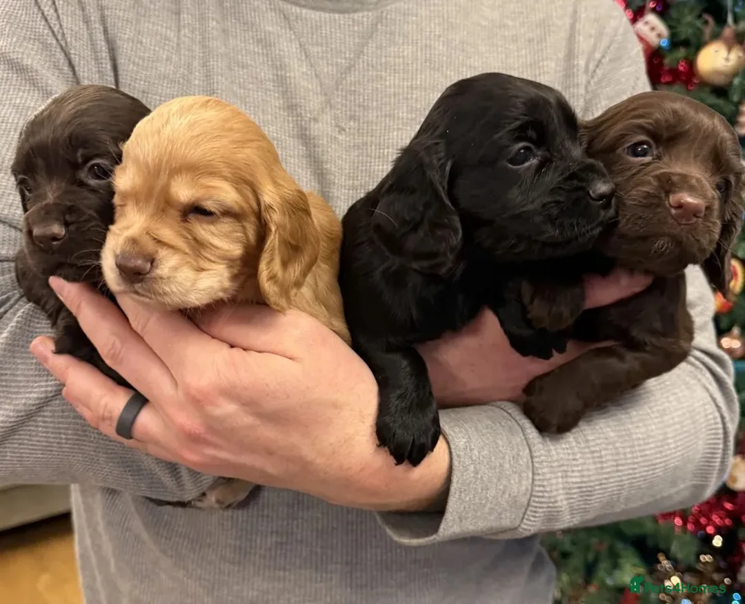 Cocker Spaniel dogs for sale: Outstanding Working Cocker Spaniel Puppy Female - Advert 14