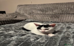 American Shorthair cats for sale: Mr Rhys  - Image 5