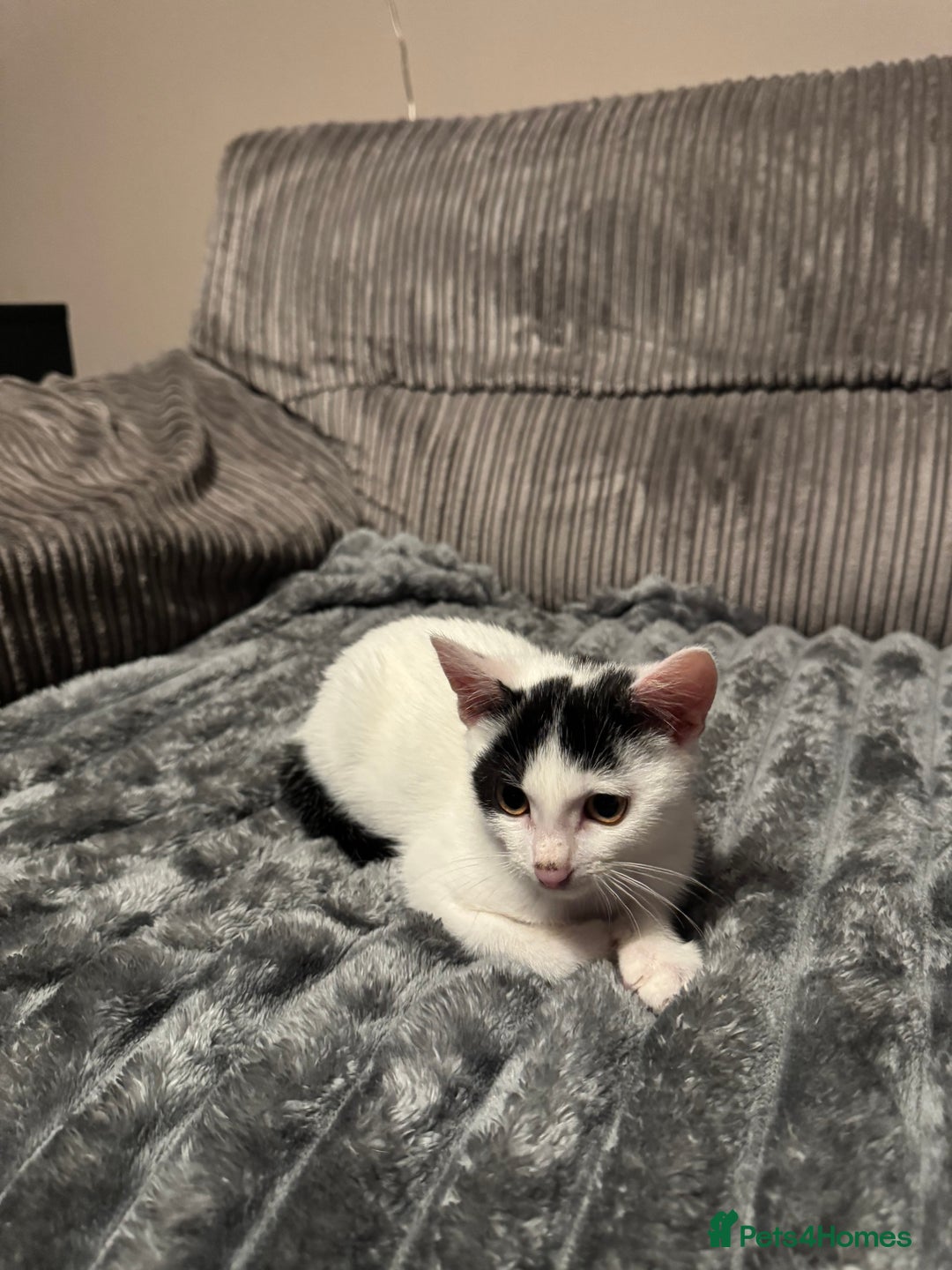 American Shorthair cats for sale: Mr Rhys  - Image 5