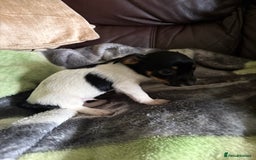 Jack Russell dogs for sale: Jack Russell puppies  - Image 5