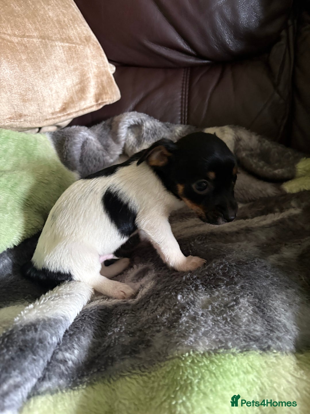 Jack Russell dogs for sale: Jack Russell puppies  - Image 5