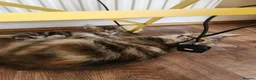 Maine Coon cats for sale: Ginger /silver / white  female  - Advert 12