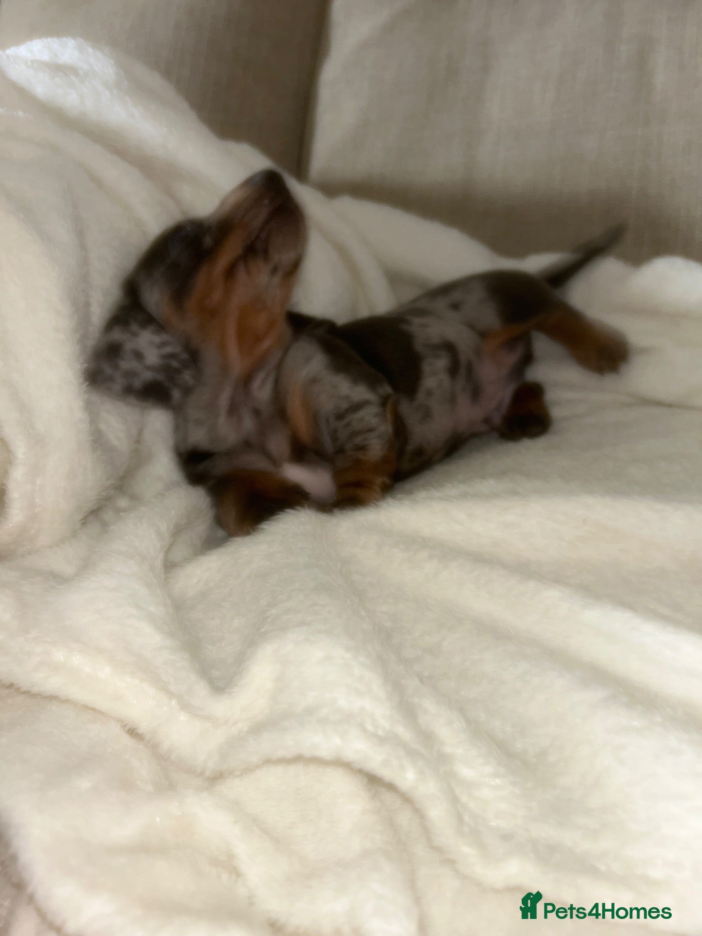Miniature Dachshund dogs Kc reg miniature dachshund puppies  - Advert 8