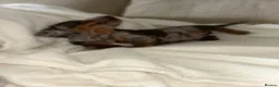 Miniature Dachshund dogs for sale: Kc reg miniature dachshund puppies  - Advert 6
