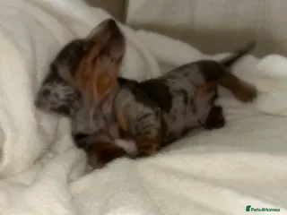 Miniature Dachshund dogs Kc reg miniature dachshund puppies - Advert 17