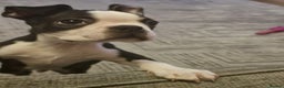 Boston Terrier dogs for sale: Boston Terrier Puppy Ready for His Forever Home - Advert 3