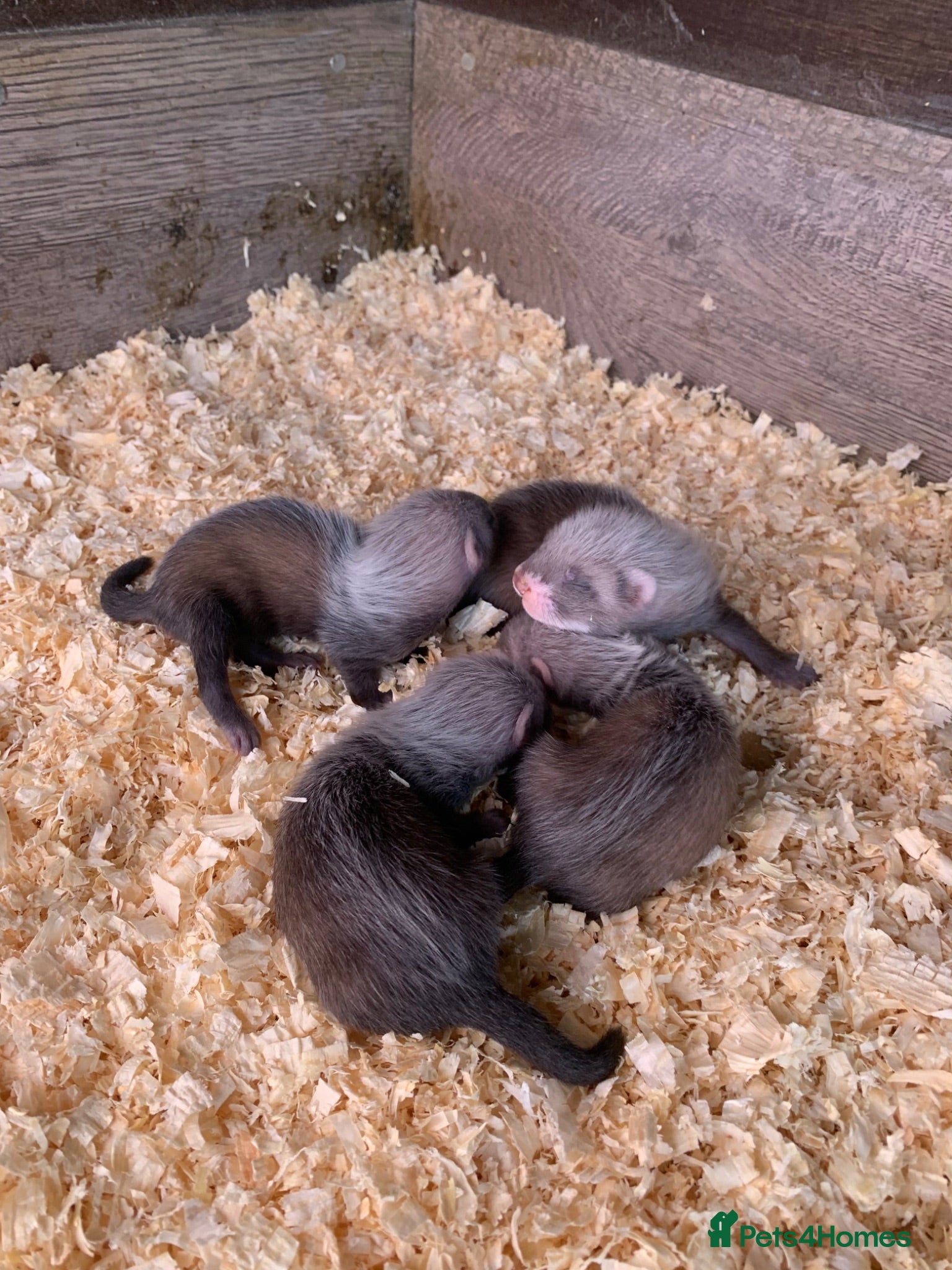 Ferret rodents 1/2 micro Ferret kits for sale  - Advert 13