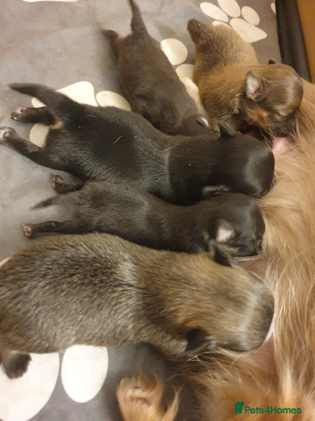 Pomeranian dogs for stud: Rocket Pomeranian stud  in Romford - Advert 22